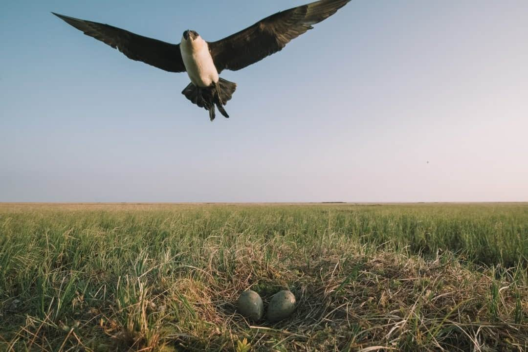 ナショナルジオグラフィックさんのインスタグラム写真 - (ナショナルジオグラフィックInstagram)「Photo by @kiliiiyuyan / A pomarine jaeger flies low over its nest on the tundra at Qupaluk, near Alaska’s Teshekpuk Lake. Pomarines depend on lemmings during breeding years and  succeed only years with peaks of the lemming population. Follow me @kiliiiyuyan for more about the Arctic and beyond. #alaska #npr-a #arctic」1月4日 12時34分 - natgeo