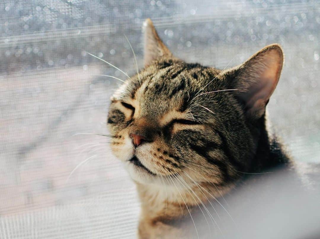 sancheloveのインスタグラム：「おめでとうございニャス❤️お正月休みもバタバタ過ぎて、今年初投稿となってしまいました。毎日寒いのでポカポカな笑顔のつくねさん😽✨  みなみにゃさまのご無事を祈って🙏✨ #本年も宜しくお願いします #happynewyear #kitty#catstagram#catstagram_japan#petstagram#picneko#instacat#meow#catoftheday#catofworld#ilovemycat#funnycat#にゃんこ#みんねこ#にゃんだふるらいふ#ふわもこ部#PECOねこ部#ねこまみれ#ねこ休み展#americanshorthair#アメショ#アメリカンショートヘア#ねこのいる暮らし Tsukune」