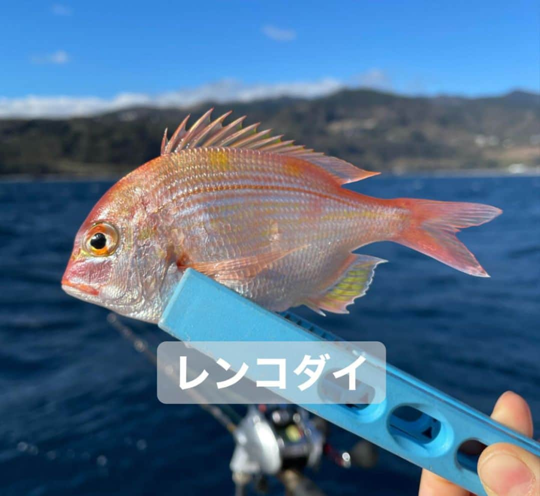 榎本加奈子さんのインスタグラム写真 - (榎本加奈子Instagram)「メインは甘鯛釣りでしたが、色々な魚が釣れました。🎣 釣れればなんでも楽しいっ。💓 #甘鯛#釣り#fishing #大魔神佐々木  #佐々木主浩チャンネル#youtube #チャンネル登録お願いします #🙏 #緑龍丸 #三宅水産 #真鶴」1月4日 12時52分 - kanako._.enomoto