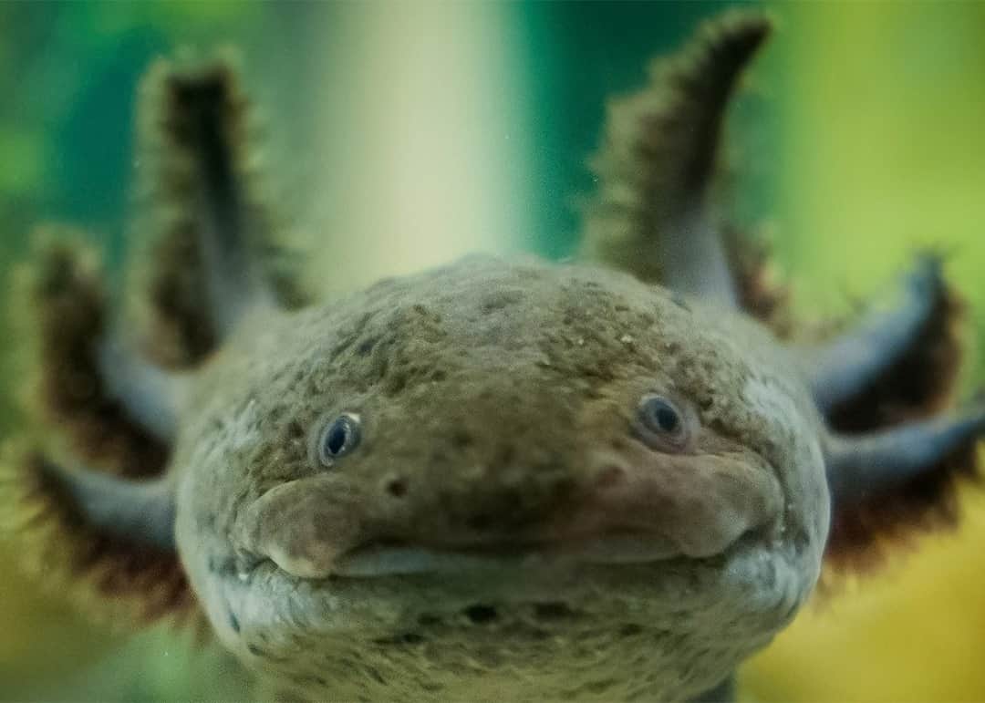 TED Talksのインスタグラム：「Have you ever experienced the cuteness of the salamander known as an axolotl? In order to save a rare relative of the axolotl — the achoque, which is found only in a lake in northern Mexico — scientists teamed up with some unexpected research partners: Local nuns. For centuries, the Sisters of the Immaculate Health have used these amphibians to make medicine, citing their regenerative abilities (like growing back lost limbs!). In her TED Talk, science journalist Victoria Gill shares the story of this unusual collaboration and explains why Indigenous and local communities could be the key to saving some of the world's species from extinction. To watch — and let's be real, see more adorable photos — click the link in our bio.」