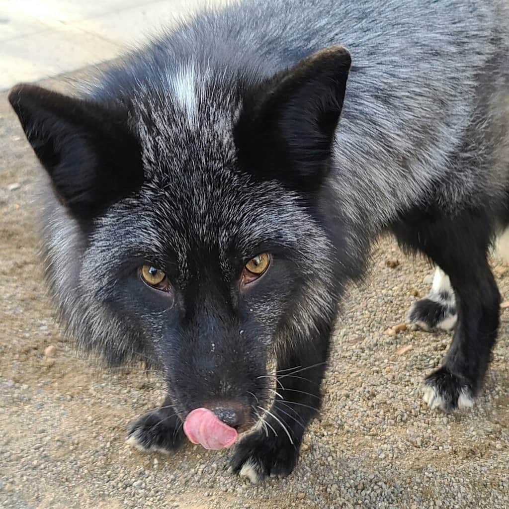 Rylaiさんのインスタグラム写真 - (RylaiInstagram)「Weekends at the center are full of foxy hijinks 🦊 . Panda and her Pals having fun exploring their new enclosure while the Foxes of three & Ishy did all the work!! The new babies are not ready for  introductions with our guests yet, but after the encounters, the volunteers sit around the enclosure and have a blast watching them run and play!! Each of the new babies have their own little personality but all are absolutely loves and very silly! One of our volunteers, Nicole took these awesome photos during our playtime!  . Now that their enclosure is finished, we need to finish their training room! We could use your help! If you are skilled in plumbing, drywall, or tile- we would love your support to finish the room!  . . Once things calm down in the country with COVID, we will be having an exclusive Panda and Her Pals meet and greet!  Stay tuned for details in the upcoming month!  . . 📸 @sirtaeto  . . #panda #ppp #foxy #tongueout #georgianwhite #silverfox #laika #dmi #viktor #maksa #mikhail #ishy #jabcecc #animals #animal #animallovers #fox #foxeyes #foxracing #foxnews #sandiego #volunteer #animalsofinstagram」1月4日 5時40分 - jabcecc