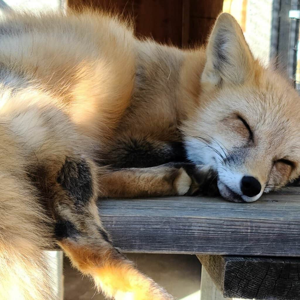 Rylaiさんのインスタグラム写真 - (RylaiInstagram)「Weekends at the center are full of foxy hijinks 🦊 . Panda and her Pals having fun exploring their new enclosure while the Foxes of three & Ishy did all the work!! The new babies are not ready for  introductions with our guests yet, but after the encounters, the volunteers sit around the enclosure and have a blast watching them run and play!! Each of the new babies have their own little personality but all are absolutely loves and very silly! One of our volunteers, Nicole took these awesome photos during our playtime!  . Now that their enclosure is finished, we need to finish their training room! We could use your help! If you are skilled in plumbing, drywall, or tile- we would love your support to finish the room!  . . Once things calm down in the country with COVID, we will be having an exclusive Panda and Her Pals meet and greet!  Stay tuned for details in the upcoming month!  . . 📸 @sirtaeto  . . #panda #ppp #foxy #tongueout #georgianwhite #silverfox #laika #dmi #viktor #maksa #mikhail #ishy #jabcecc #animals #animal #animallovers #fox #foxeyes #foxracing #foxnews #sandiego #volunteer #animalsofinstagram」1月4日 5時40分 - jabcecc