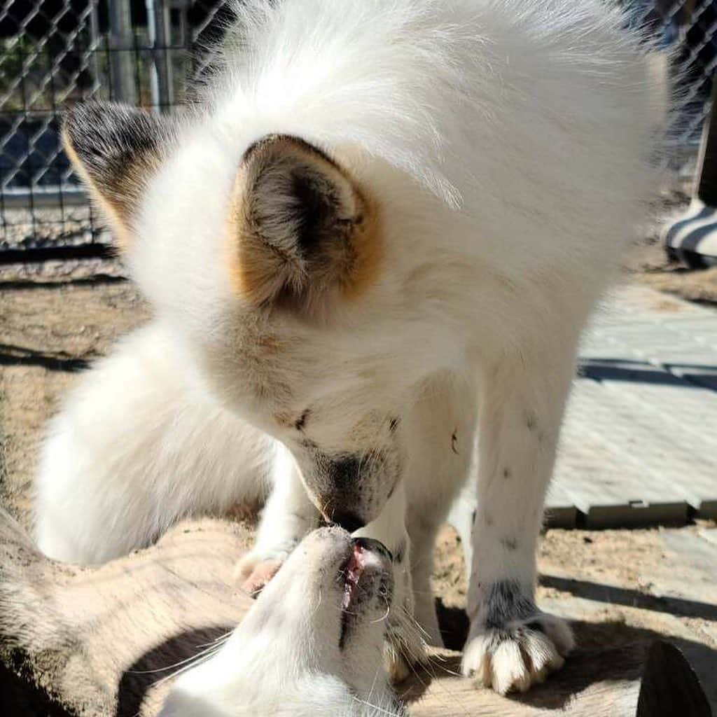 Rylaiさんのインスタグラム写真 - (RylaiInstagram)「Weekends at the center are full of foxy hijinks 🦊 . Panda and her Pals having fun exploring their new enclosure while the Foxes of three & Ishy did all the work!! The new babies are not ready for  introductions with our guests yet, but after the encounters, the volunteers sit around the enclosure and have a blast watching them run and play!! Each of the new babies have their own little personality but all are absolutely loves and very silly! One of our volunteers, Nicole took these awesome photos during our playtime!  . Now that their enclosure is finished, we need to finish their training room! We could use your help! If you are skilled in plumbing, drywall, or tile- we would love your support to finish the room!  . . Once things calm down in the country with COVID, we will be having an exclusive Panda and Her Pals meet and greet!  Stay tuned for details in the upcoming month!  . . 📸 @sirtaeto  . . #panda #ppp #foxy #tongueout #georgianwhite #silverfox #laika #dmi #viktor #maksa #mikhail #ishy #jabcecc #animals #animal #animallovers #fox #foxeyes #foxracing #foxnews #sandiego #volunteer #animalsofinstagram」1月4日 5時40分 - jabcecc