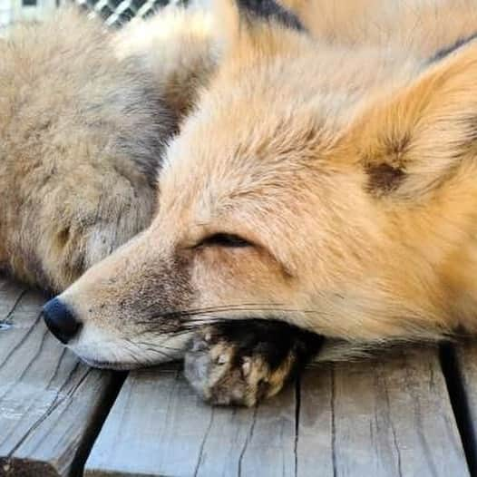 Rylaiさんのインスタグラム写真 - (RylaiInstagram)「Weekends at the center are full of foxy hijinks 🦊 . Panda and her Pals having fun exploring their new enclosure while the Foxes of three & Ishy did all the work!! The new babies are not ready for  introductions with our guests yet, but after the encounters, the volunteers sit around the enclosure and have a blast watching them run and play!! Each of the new babies have their own little personality but all are absolutely loves and very silly! One of our volunteers, Nicole took these awesome photos during our playtime!  . Now that their enclosure is finished, we need to finish their training room! We could use your help! If you are skilled in plumbing, drywall, or tile- we would love your support to finish the room!  . . Once things calm down in the country with COVID, we will be having an exclusive Panda and Her Pals meet and greet!  Stay tuned for details in the upcoming month!  . . 📸 @sirtaeto  . . #panda #ppp #foxy #tongueout #georgianwhite #silverfox #laika #dmi #viktor #maksa #mikhail #ishy #jabcecc #animals #animal #animallovers #fox #foxeyes #foxracing #foxnews #sandiego #volunteer #animalsofinstagram」1月4日 5時40分 - jabcecc