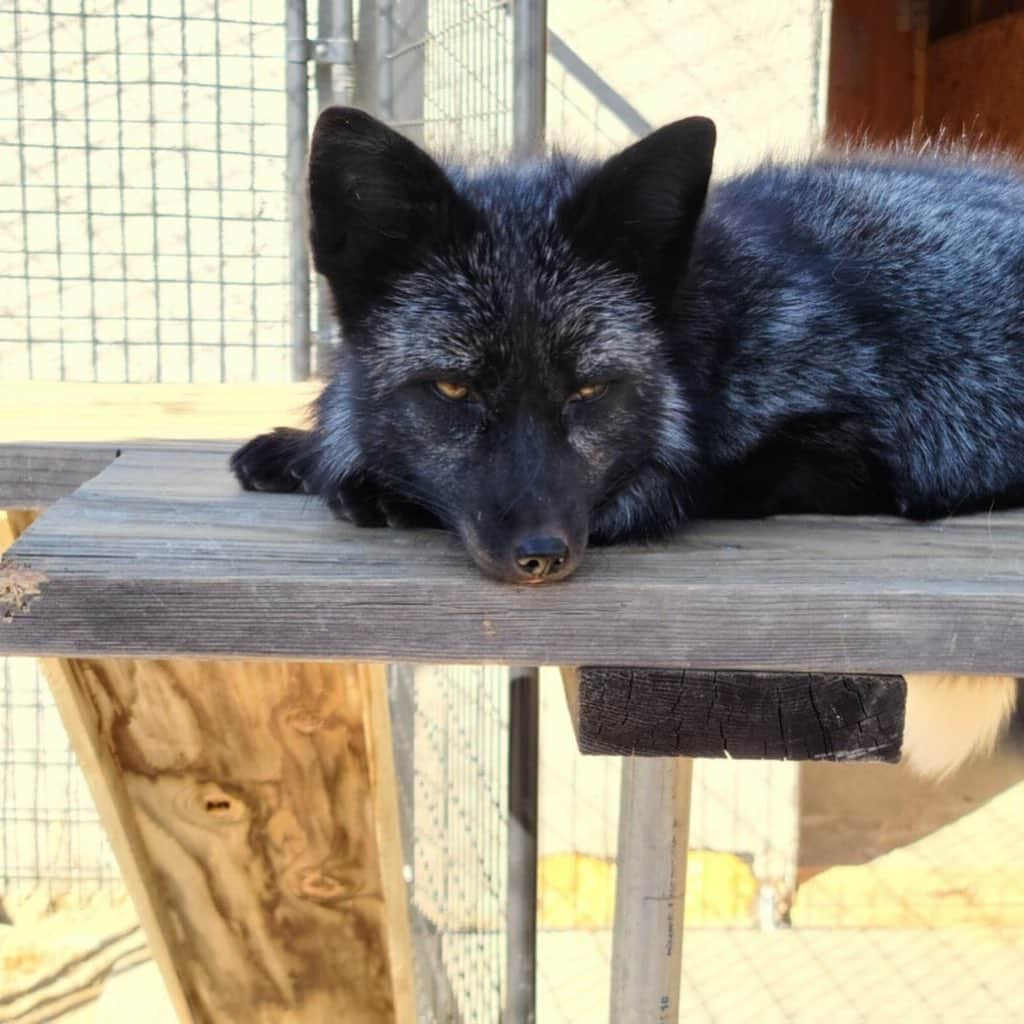 Rylaiさんのインスタグラム写真 - (RylaiInstagram)「Weekends at the center are full of foxy hijinks 🦊 . Panda and her Pals having fun exploring their new enclosure while the Foxes of three & Ishy did all the work!! The new babies are not ready for  introductions with our guests yet, but after the encounters, the volunteers sit around the enclosure and have a blast watching them run and play!! Each of the new babies have their own little personality but all are absolutely loves and very silly! One of our volunteers, Nicole took these awesome photos during our playtime!  . Now that their enclosure is finished, we need to finish their training room! We could use your help! If you are skilled in plumbing, drywall, or tile- we would love your support to finish the room!  . . Once things calm down in the country with COVID, we will be having an exclusive Panda and Her Pals meet and greet!  Stay tuned for details in the upcoming month!  . . 📸 @sirtaeto  . . #panda #ppp #foxy #tongueout #georgianwhite #silverfox #laika #dmi #viktor #maksa #mikhail #ishy #jabcecc #animals #animal #animallovers #fox #foxeyes #foxracing #foxnews #sandiego #volunteer #animalsofinstagram」1月4日 5時40分 - jabcecc