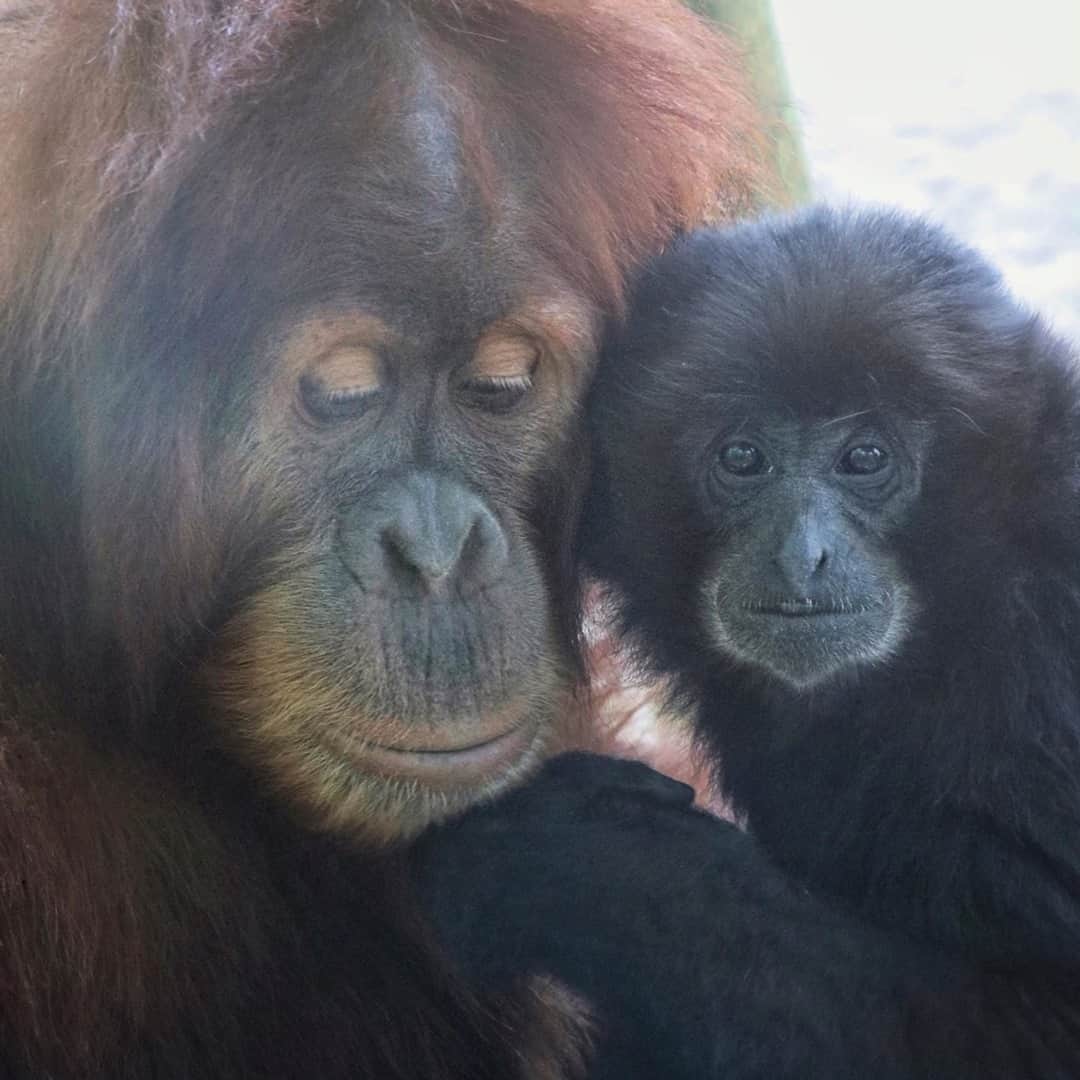 San Diego Zooさんのインスタグラム写真 - (San Diego ZooInstagram)「New Year's resolution: Be a better prime-mate.  Orangutans may be the loners and daydreamers of the great apes, but Aisha defies the stereotype with her best friend, Sela. #BFFs #PrimeMates #SanDiegoZoo 📷 Liz Sauer」1月4日 6時00分 - sandiegozoo