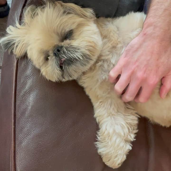 Dougie the Shih Tzuのインスタグラム：「Sunday scratchies.」