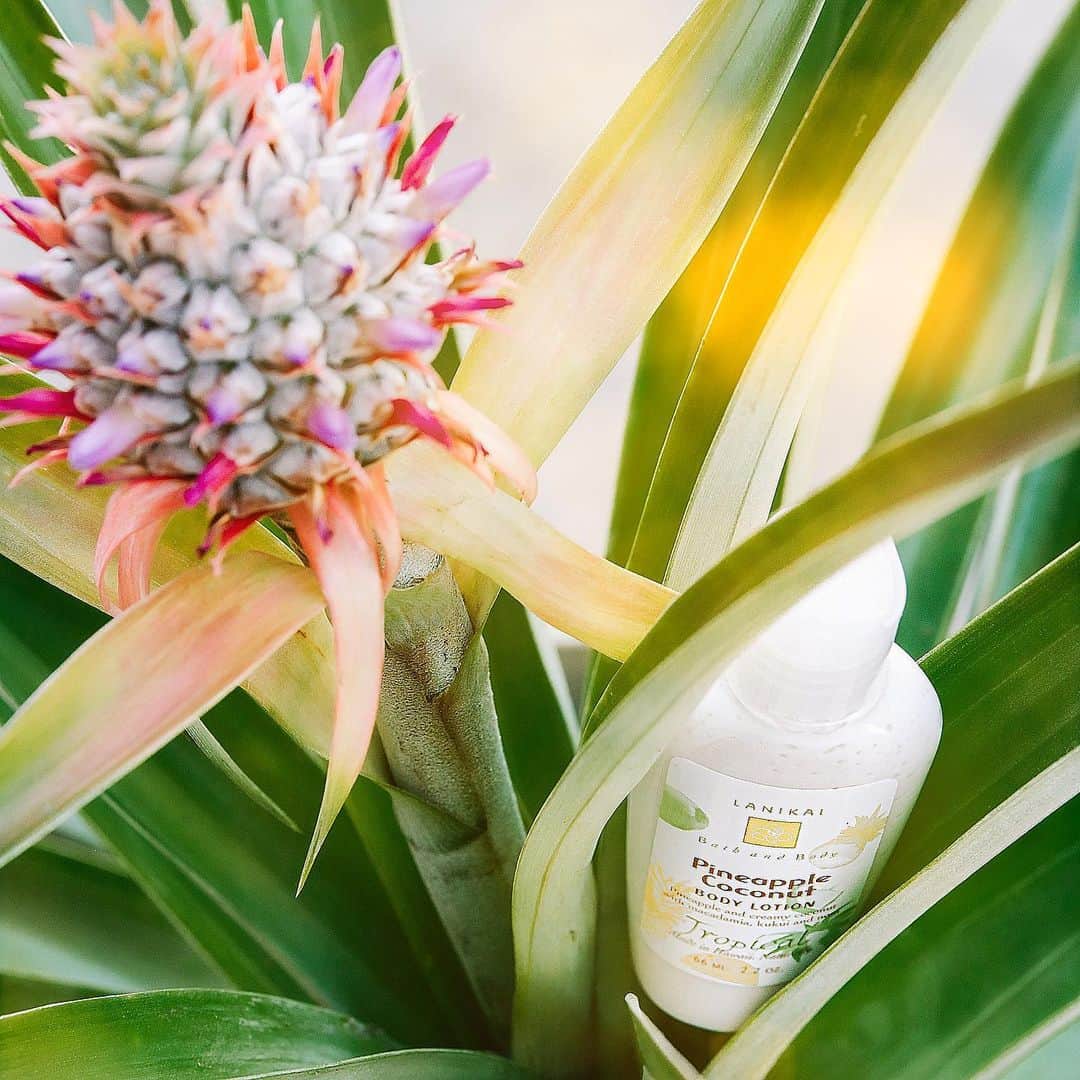Lanikai Bath and Bodyさんのインスタグラム写真 - (Lanikai Bath and BodyInstagram)「You know what they say: a pineapple a day, keeps the worries away. 🍍  #pineapple #coconut #noworries #tsafriendly #beauty #bathandbody #local #hawaii #paradise #goodvibes #organic #natural #coconutoil」1月4日 6時12分 - lanikaibathandbody