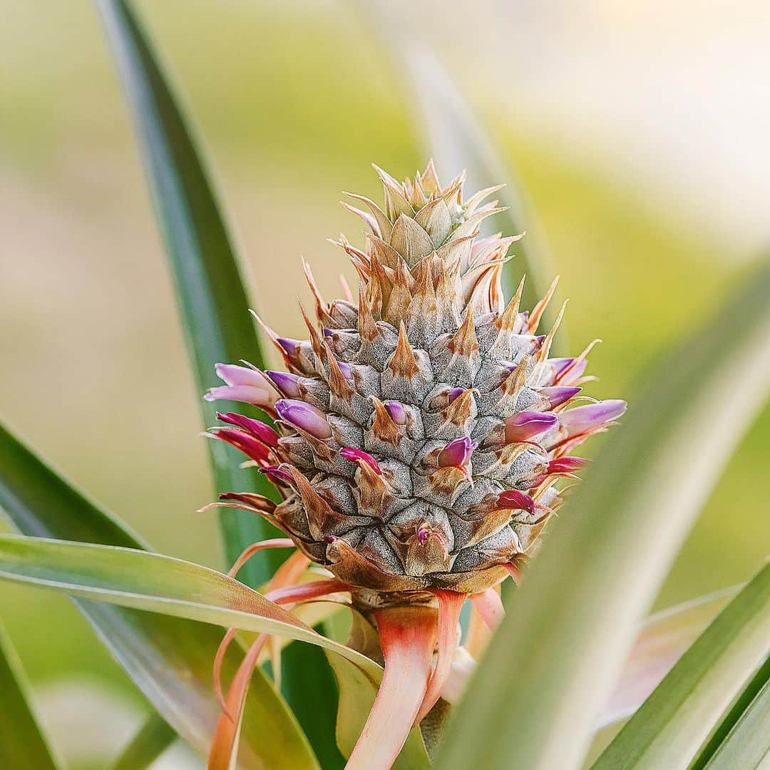 Lanikai Bath and Bodyさんのインスタグラム写真 - (Lanikai Bath and BodyInstagram)「You know what they say: a pineapple a day, keeps the worries away. 🍍  #pineapple #coconut #noworries #tsafriendly #beauty #bathandbody #local #hawaii #paradise #goodvibes #organic #natural #coconutoil」1月4日 6時12分 - lanikaibathandbody