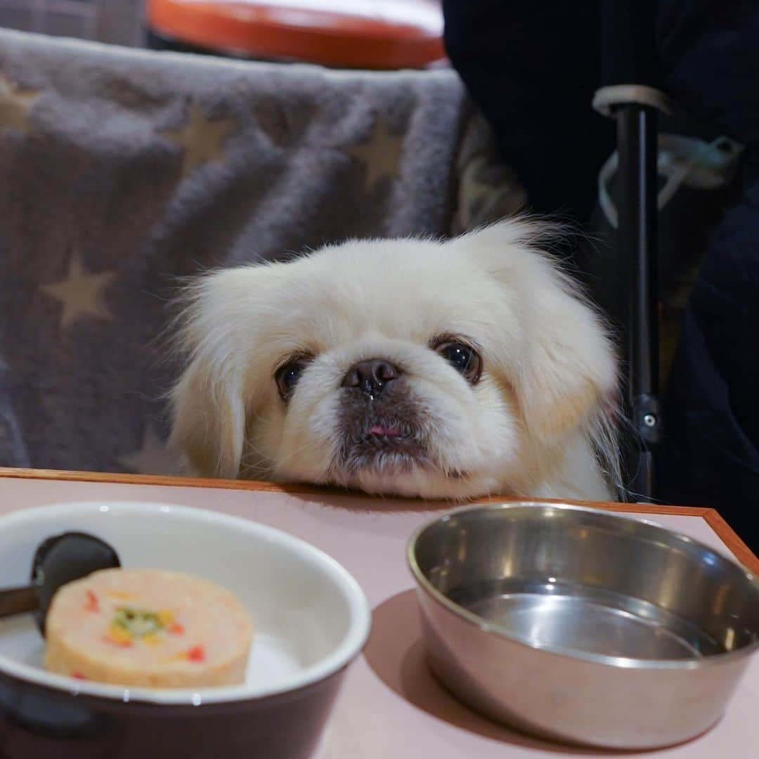 Toypoodle Mikuru?Asakusa Tokyoさんのインスタグラム写真 - (Toypoodle Mikuru?Asakusa TokyoInstagram)「2020 Last Drinking party🍷 with わたちゃん @wata201312   昨年の最後ご一緒頂いたのは、前々から飲みましょう‼️と言ってて、ようやく念願叶っての、ペキニーズのわたあめちゃん💓  いやー😆 二人なのに半端なく盛り上がって、楽しい時間となりました✨ わたちゃんとみきゅるんも、美味しいうまうま頂いて満足🥰 食べた後はずっと寝てましたが😂  インプレストカフェ @imprest_aneacafe_hatchobori のスタッフの皆様もありがとうございました🙏🏻 そしてそして、わたちゃんママありがとうございましたー😆  ※お写真は殆どわたちゃんに頂きました💓  #インプレストカフェ #わたちゃんとみくるん #ペキニーズ #酒盛り」1月4日 7時25分 - purapura299