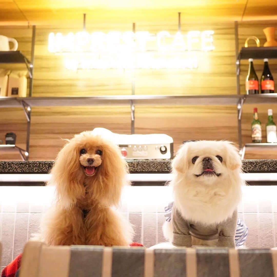 Toypoodle Mikuru?Asakusa Tokyoのグルメインスタ