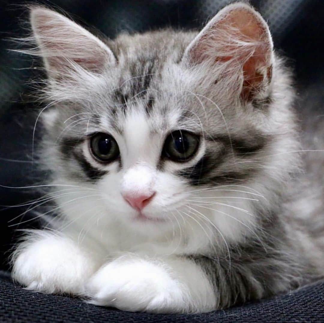 Nyankichi Noranekoさんのインスタグラム写真 - (Nyankichi NoranekoInstagram)「ニャン吉、あまりん自慢の息子にゃり😸  #猫 #cat #고양이 #แมว #貓 #кошка #wats #chat #ニャンスタグラム #gato #catsofinstagram #ねこ部 #旅猫 #ねこのきもち #cats #aso #japan #猫写真 #ねこ #seekor #ネコ #kitty #パトロール #kucing #kucinglucu」1月4日 8時31分 - noraneko_nyankichi