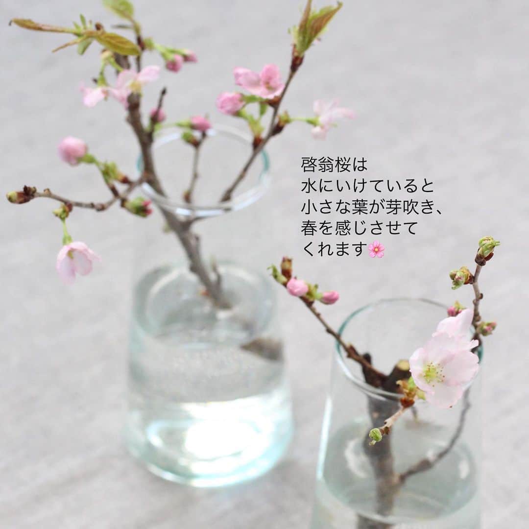 雑誌『花時間』さんのインスタグラム写真 - (雑誌『花時間』Instagram)「おはようございます。ベランダやお庭のパンジーでもまねっこしてみて！﻿ ﻿ ﻿パンジーを小さくいけたら、﻿ すっくと桜をひと枝。﻿ ﻿ そう、年末から出回りはじめている﻿ 啓翁桜（けいおうざくら）です。﻿ ﻿ 山形が産地の桜。  なぜ、この時期に？って思いますよね。  ﻿啓翁桜は温室育ち。﻿ ﻿ ﻿冬の寒さに当たった枝を﻿ 温室に入れることで﻿ 春になったと勘違い。﻿ 桜はつぼみを膨らませるそうです。  お花屋さんに並んだ啓翁桜は なーんだ冬じゃん！って言っている？（笑）﻿ ﻿ 見かけたら、暖かい室内に 迎えてあげませんか？﻿ ﻿ つぼみはつぎつぎと開花し、﻿ みずみずしい葉っぱも芽吹き 春の息吹を﻿感じさせてくれます。﻿ ﻿ パンジーと一緒でも﻿ ラナンキュラスと一緒でも﻿ もちろん、単体でも 十二分に楽しめますよ。﻿ ﻿ では、本日も元気smile😊😊😊で頑張りましょう！ byピーターパン﻿ ﻿ ﻿花 @森 美保 1、2枚めの写真 @satomi.ochiai78  ﻿ ﻿ #flowers #flowerslovers #flowerstagram #flowerarrangement  #花時間 #花時間2021  #花好き #花藝 #花好きな人と繋がりたい #花が好きな人と繋がりたい #花のある生活 #花のある暮らし #花を飾る #花を飾る生活  #啓翁桜 #啓翁桜🌸  #パンジー #かわいい花 #ミニアレンジ #春の花 #ビタミンf #ピンクの花 #ピンクの花が好き #pansy #花屋さんへ行こう」1月4日 8時54分 - hanajikan_magazine