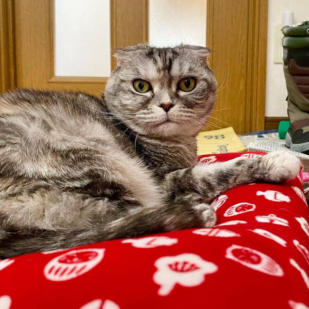 tiaichimaのインスタグラム：「Good morning!! ☀️おはナビー!!  昨日、🚗八戸まで出掛けたのだが、除雪がひどくてガタガタ道で、助手席の私はだんだん無口になってきて、結局、有料道路を通って帰ってきた。  #数年ぶりに車酔い #食後に縦揺れはイカン #旦那も軽いムチウチふう  #ナビちん#cat#neko#ねこ#neko#ネコ#スコティッシュフォールド#致命的な魅力#ScottishFold#まんじゅう部」