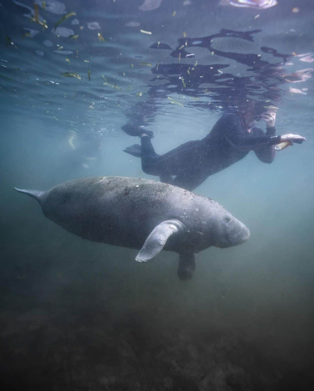 ティモシー・サイクスさんのインスタグラム写真 - (ティモシー・サイクスInstagram)「I spent the weekend swimming with these amazing manatees and learning all about them as they are sadly endangered due to loss of their habitat and far too frequent collisions with boats and ships. The good news is there's now an estimated 6,300 of these magical creatures living in Florida, up from just over 1,200 back in the 1990s so the multi-year push to "save the manatees" is working and the federal government has now officially recognized it as a conservation success...just the latest example of how we can achieve amazing things when we all work TOGETHER to save our precious wildlife before it’s too late! #manateelove #manatee #savethemanatees #karmagawa #savethereef #jewcousteau」1月4日 9時07分 - timothysykes