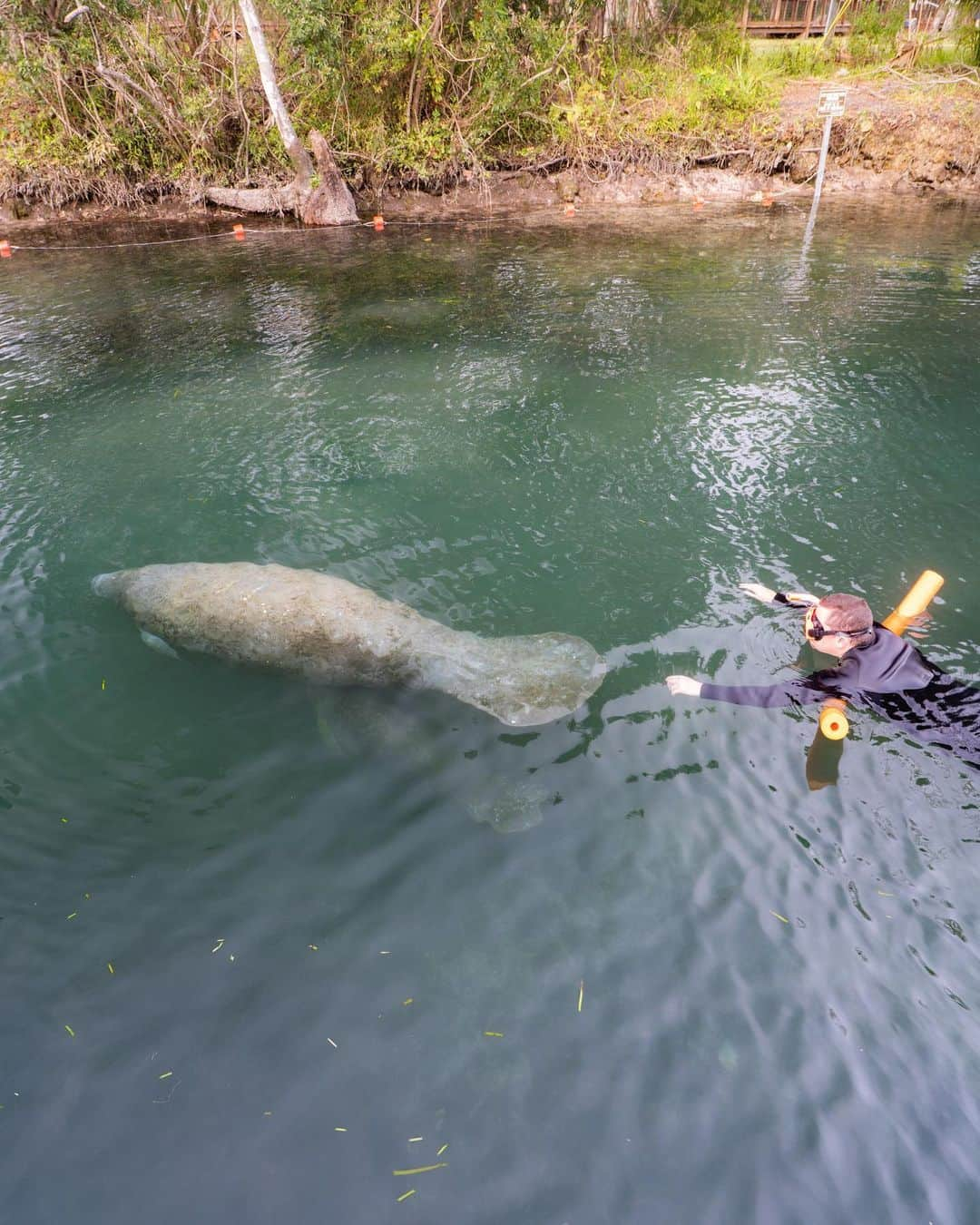 ティモシー・サイクスのインスタグラム：「I spent the weekend swimming with these amazing manatees and learning all about them as they are sadly endangered due to loss of their habitat and far too frequent collisions with boats and ships. The good news is there's now an estimated 6,300 of these magical creatures living in Florida, up from just over 1,200 back in the 1990s so the multi-year push to "save the manatees" is working and the federal government has now officially recognized it as a conservation success...just the latest example of how we can achieve amazing things when we all work TOGETHER to save our precious wildlife before it’s too late! #manateelove #manatee #savethemanatees #karmagawa #savethereef #jewcousteau」