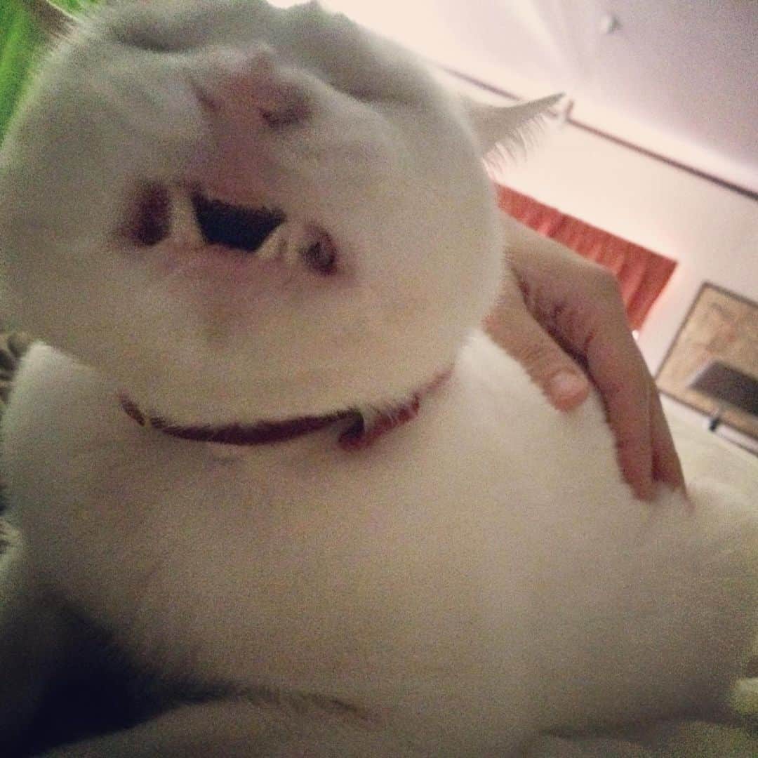岡田屋鉄蔵のインスタグラム：「お、おはよう😃」