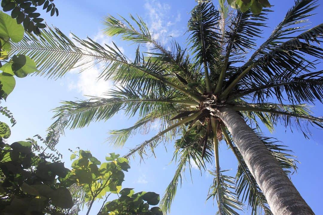 小笠原村観光協会のグルメインスタ