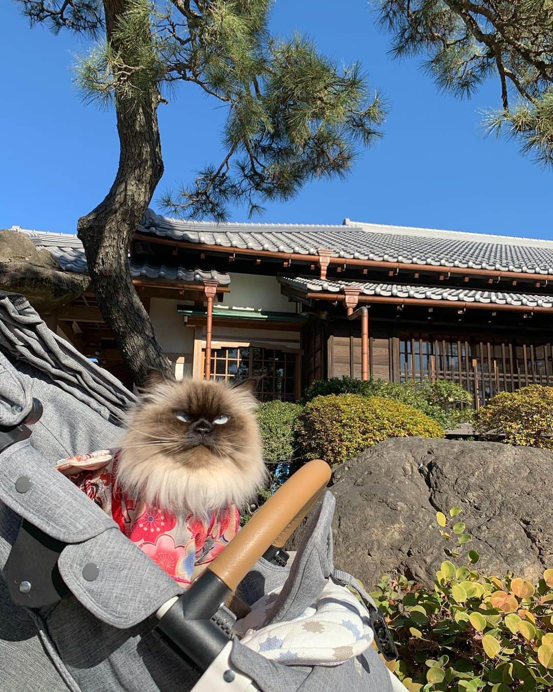 のインスタグラム：「たくさん撮ったので昨日の続き⛩👘  ぷんちゃん久しぶりのお外での日光浴でぽかぽかだった🌞🌿  . . . . #happynewyear2021  #プリュムのいる生活 #猫のいる暮らし  #ヒマラヤン  #赤ちゃんと猫  #もふもふ#ヒマラニャンズ  #猫  #ねこ  #ペコねこ部#可愛い#癒し#着物 #おやつ#お出かけ#日本 #welcomecat#kimono#temple#japan#yummy  #japanese  #fluffycat#🐈 #고양이 #himalayancat  #catsofinstagram  #catloversclub  #bestmeow#weeklyfluff」