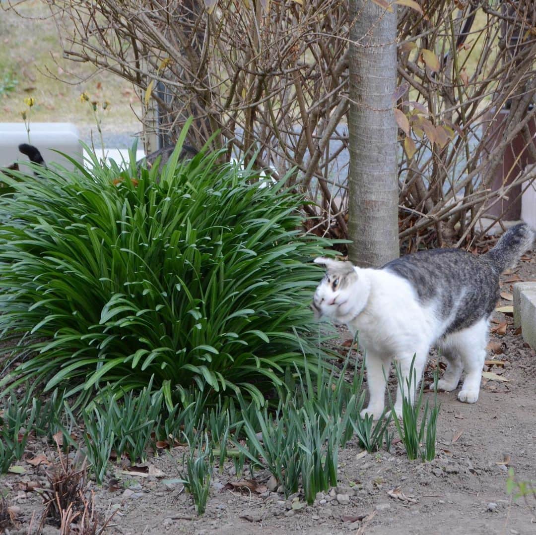 やふさんのインスタグラム写真 - (やふInstagram)「びよ〜〜〜ん！ 2匹は追いかけっこ大好き . #cat #neko #catlovers #catsofinstagram #catstagram #instacat #猫 #ねこ #ネコ #保護猫 #京太 #新吉」1月4日 9時25分 - kyafy