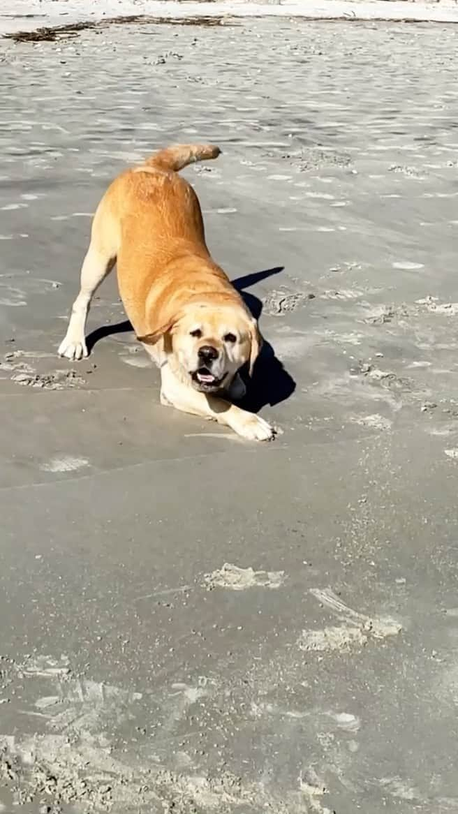 Huckのインスタグラム：「New year, same me! 💙🥳 . . . . . . . #talesofalab #labradorretriever #labrador_class #yellowlab #instalab #yellowlabsquad #beachday #yellowlabof#labradorsofinstagram #thelablove_feature #englishlabrador #beachdog #charlestonsc」