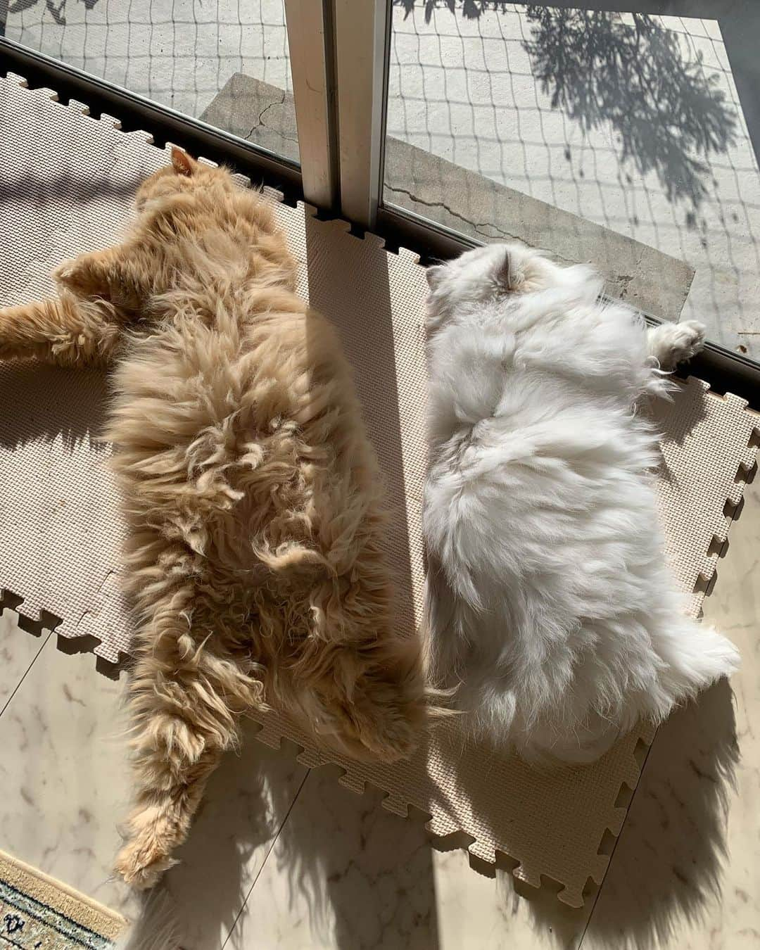 12 Chinchilla Persianさんのインスタグラム写真 - (12 Chinchilla PersianInstagram)「Me : a more productive, fruitful and energetic new year 👍  Me also : 😴😴😴  #cat #catstagram #cats_of_instagram #weeklyfluff」1月4日 10時25分 - 12catslady