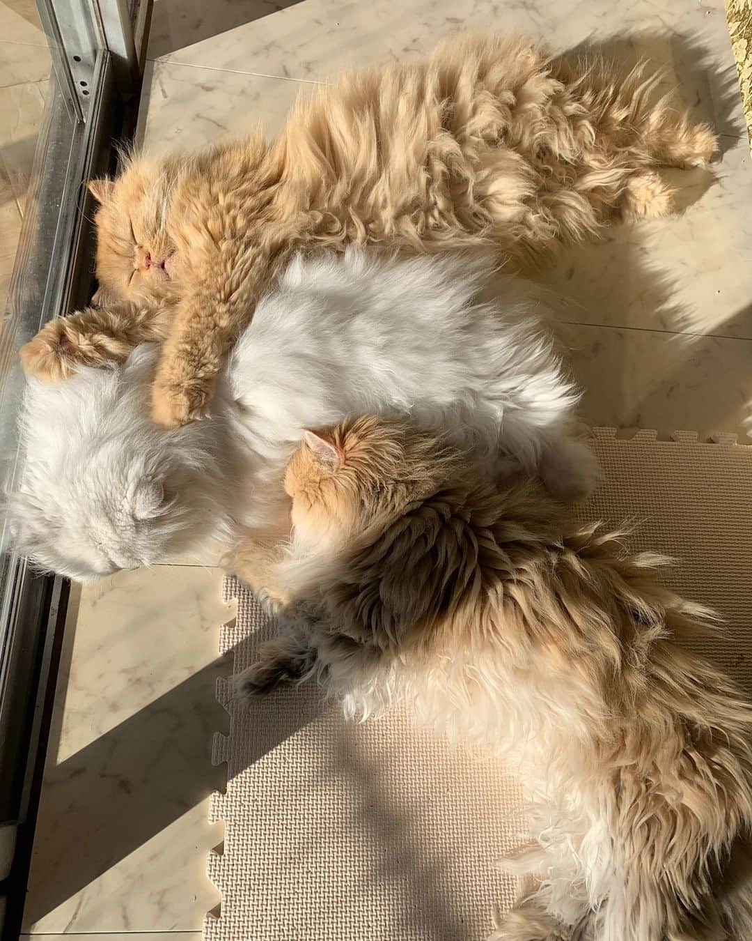 のインスタグラム：「Me : a more productive, fruitful and energetic new year 👍  Me also : 😴😴😴  #cat #catstagram #cats_of_instagram #weeklyfluff」