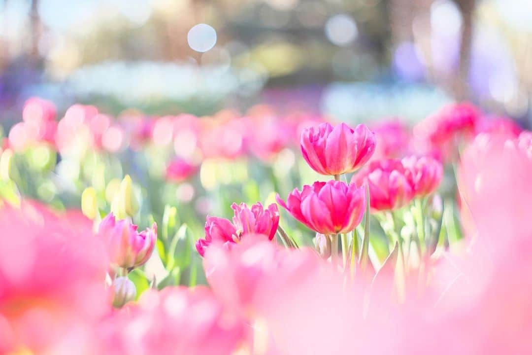 kiccyomuのインスタグラム：「☁️ 2021.01.04 Mon #サムエル・コッキング苑 #アイスチューリップ 🌷 今年も、華やかに咲いてた まだ、蕾が多かったけどネ😅  今日も元気に🤗  location #神奈川 #江ノ島 📷撮影 2021年01月02日」