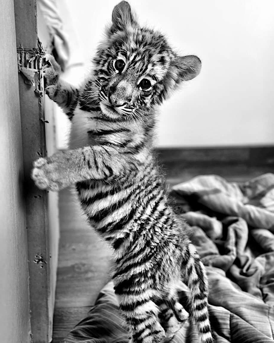 Black Jaguar-White Tiger さんのインスタグラム写真 - (Black Jaguar-White Tiger Instagram)「Luci by @gavinbondphotography :)」1月4日 10時51分 - blackjaguarwhitetiger