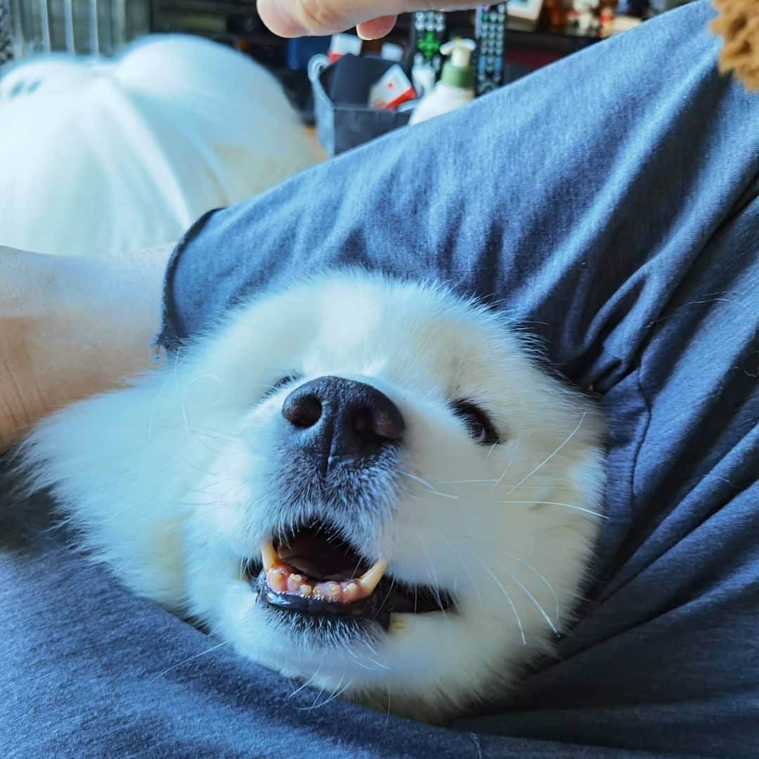Alex Toのインスタグラム：「😄😄😄 #cute #dog #doglover #dogsofinstagram #dogoftheday #dogofthedayjp #dogstagram #fluffy #hkig #hongkong #ilovemydog #instadog #instagood #instamood #instagraphy #instapic #samoyedoninstagram #pet #petlovers #petsofinstagram #petstagram #photooftheday #puppy #pupsofinstagram #samoyed #samoyedsofinstagram #webstagram #犬 #サモエド」
