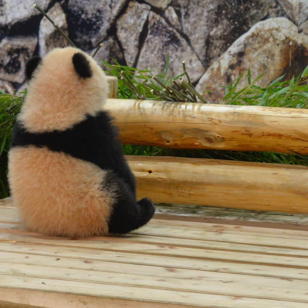 パンダ（白浜）のインスタグラム：「little #結浜 🎀 on the deck 🐼😊🐼 #photography #adventureworld #アドベンチャーワールド #ADVENTUREWORLDPANDAS #baby #HELLOLITTLE #pandamental #hellopanda #ハローリトル #ハローパンダ #パンダグラビア #パンダ　and #panda #pandababy 🐼🐼🐼」