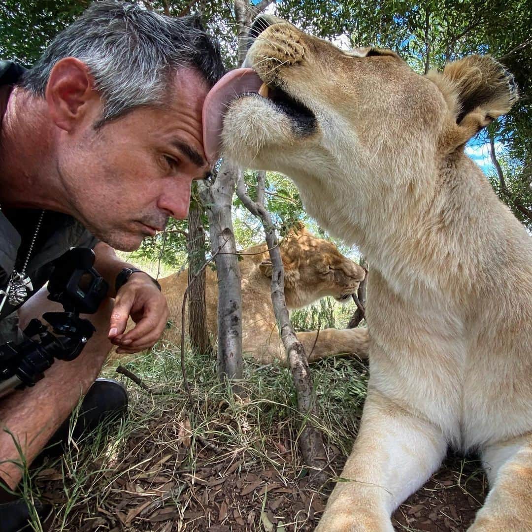 Kevin Richardson LionWhisperer さんのインスタグラム写真 - (Kevin Richardson LionWhisperer Instagram)「It’s good to be back with my furry friends. It would appear Livy missed me. Some people have a cowlick, others a lionlick. No New Years resolution this year, just a continuation of last years thinking process which includes trying to stay positive minded (despite current circumstances), kind to humans (despite some people’s continuous negativity & ulterior motives), kind to animals (no despite anything here as animals don’t have any hidden agendas) and just trying to be an overall better human being. No one is perfect, that’s for sure, but we can all do a little bit in trying to be better people. I know I’m trying to be conscious of that daily.  #consciousness #reconnectwithnature #bekind #kindness #kindtoanimals #kindtopeople #lionlove #lion #lioness #roughtongue #rawhead」1月4日 22時26分 - lionwhisperersa