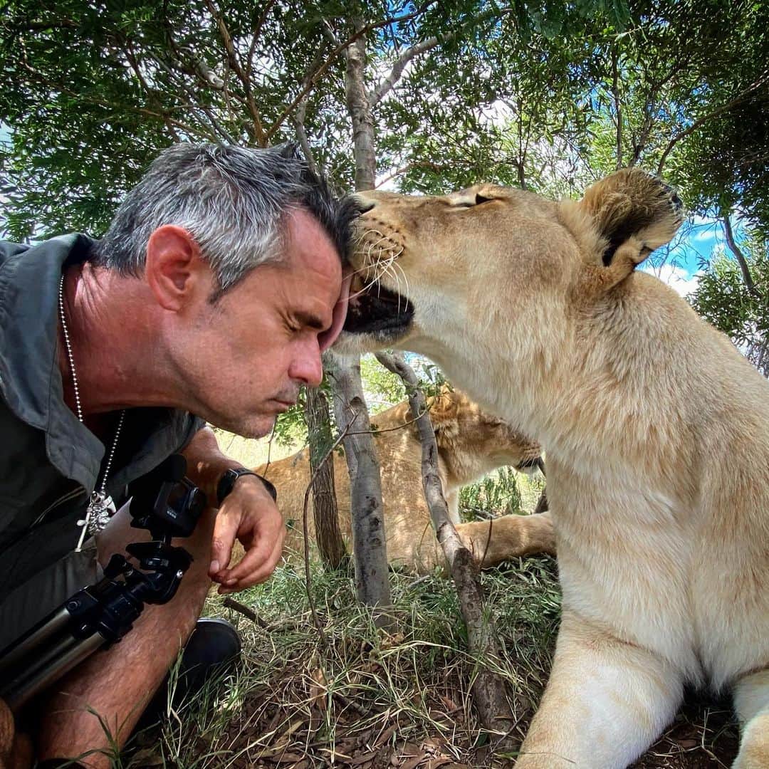 Kevin Richardson LionWhisperer さんのインスタグラム写真 - (Kevin Richardson LionWhisperer Instagram)「It’s good to be back with my furry friends. It would appear Livy missed me. Some people have a cowlick, others a lionlick. No New Years resolution this year, just a continuation of last years thinking process which includes trying to stay positive minded (despite current circumstances), kind to humans (despite some people’s continuous negativity & ulterior motives), kind to animals (no despite anything here as animals don’t have any hidden agendas) and just trying to be an overall better human being. No one is perfect, that’s for sure, but we can all do a little bit in trying to be better people. I know I’m trying to be conscious of that daily.  #consciousness #reconnectwithnature #bekind #kindness #kindtoanimals #kindtopeople #lionlove #lion #lioness #roughtongue #rawhead」1月4日 22時26分 - lionwhisperersa