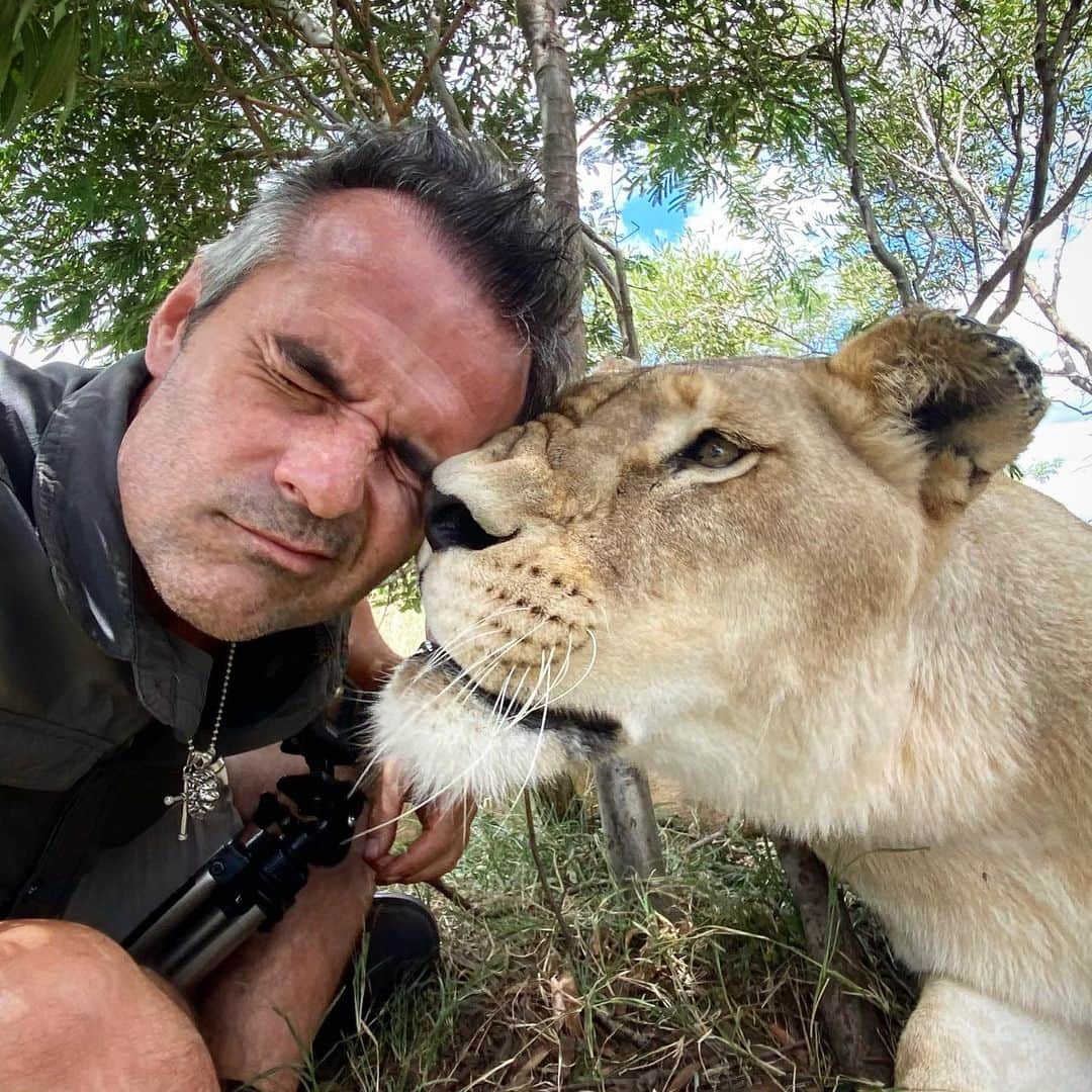 Kevin Richardson LionWhisperer さんのインスタグラム写真 - (Kevin Richardson LionWhisperer Instagram)「It’s good to be back with my furry friends. It would appear Livy missed me. Some people have a cowlick, others a lionlick. No New Years resolution this year, just a continuation of last years thinking process which includes trying to stay positive minded (despite current circumstances), kind to humans (despite some people’s continuous negativity & ulterior motives), kind to animals (no despite anything here as animals don’t have any hidden agendas) and just trying to be an overall better human being. No one is perfect, that’s for sure, but we can all do a little bit in trying to be better people. I know I’m trying to be conscious of that daily.  #consciousness #reconnectwithnature #bekind #kindness #kindtoanimals #kindtopeople #lionlove #lion #lioness #roughtongue #rawhead」1月4日 22時26分 - lionwhisperersa
