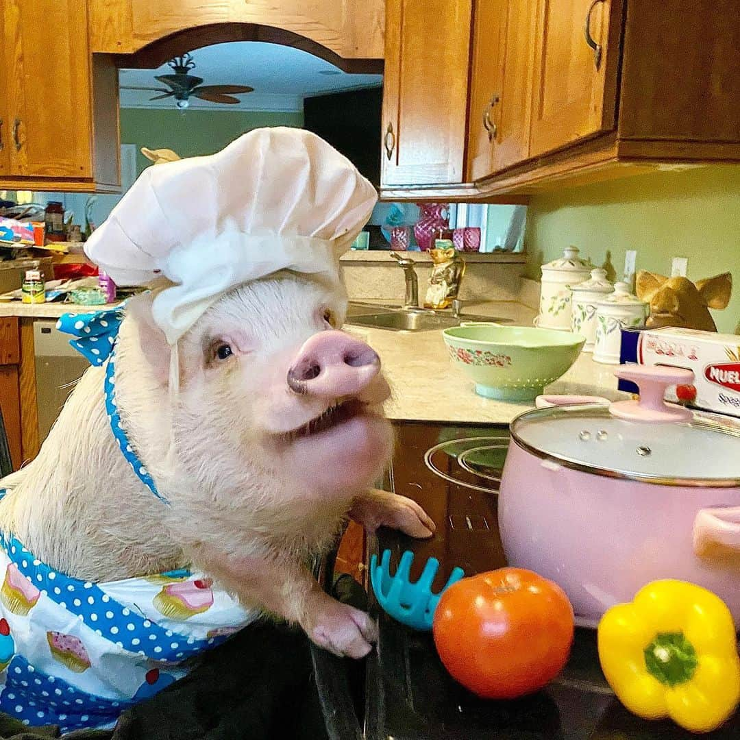 Priscilla and Poppletonさんのインスタグラム写真 - (Priscilla and PoppletonInstagram)「Life is hard! Eat more carbs! Happy #NationalSpaghettiDay! Mommy went back to school today, so I got up early and made her a yummy lunch to take with her. Pop and I are still doing online school. We miss our  tiny human friends, but we love having recess with all our farm friends.🐷🍝#spaghetti #chefprissy #PrissyandPop」1月4日 22時26分 - prissy_pig