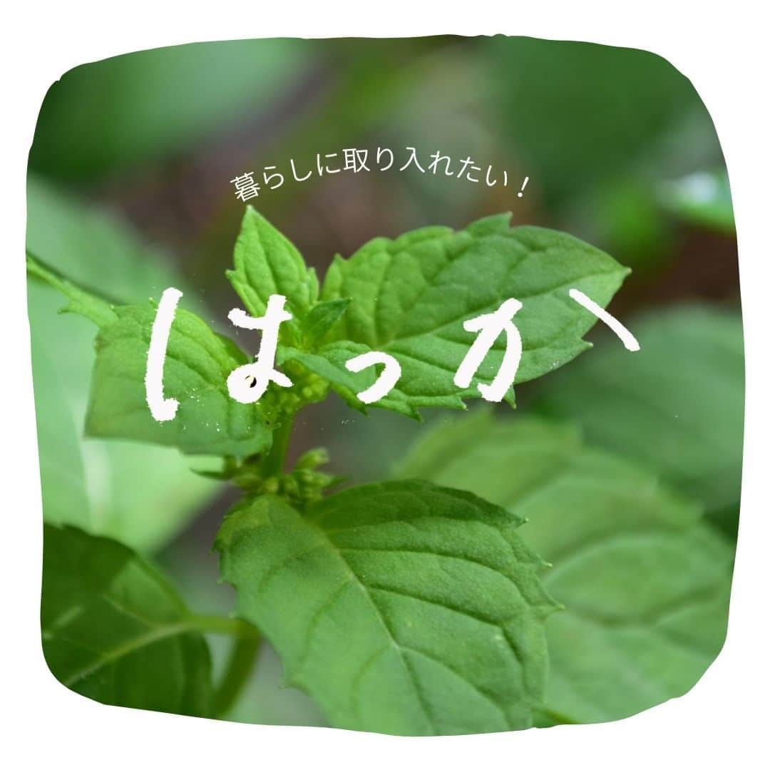LOVEGREEN -植物と暮らしを豊かに。さんのインスタグラム写真 - (LOVEGREEN -植物と暮らしを豊かに。Instagram)「［ハッカで気分爽快］  ジャパニーズミントとも呼ばれる「ニホンハッカ」。 日本各地に自生しているミントの一種で、 ミント類の中でもメントールの含有量が多く清涼感のある爽やかな香りが特徴です。  はっかは古くから暮らしの中で活用されてきました。 お料理やお菓子、アロマテラピーなどなど、みなさんにとっても馴染みのある香りかもしれません🌱  LOVEGREENSTOREではハッカの香りを楽しめるオイルとスプレーを販売中。  活用方法は様々 ・ゴミ箱に ・ながしの三角コーナーに ・網戸に  シュッとひと吹き、ひとたらしすれば、爽やかなハッカの香りが広がり、 普段の暮らしもちょっぴり心地よくなります♪  普段お付けのマスクに、はっかの香りをプラスするのもおすすめ。 切り替えや集中力を高めたいとき、気分転換の効果も期待できます◎  梅雨のジメジメした季節や風邪や花粉の季節など、1年を通して使えるので、1つ持っておくとさまざま活用できますよ。  爽快感抜群のハッカの香り。 暮らしの味方に取り入れてみませんか☺️  ▶LOVEGREENでは二ホンハッカの育て方などの詳しい情報をご紹介しています。 植物図鑑にて「二ホンハッカ」で検索 LOVEGREENはプロフィールのリンクからご覧いただけます。 →@lovegreen_official  #はっか #ハッカ #はっか油 #ハッカ油 #ミント #ジャパニーズミント #ハーブ #ハーブのある暮らし #ハーブのある生活 #ハーブの香り #暮らし #暮らしを楽しむ #気分転換 #気分転換に #集中力アップ #集中 #アロマ #アロマオイル」1月4日 21時00分 - lovegreen_official