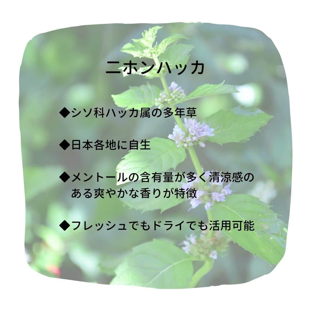 LOVEGREEN -植物と暮らしを豊かに。さんのインスタグラム写真 - (LOVEGREEN -植物と暮らしを豊かに。Instagram)「［ハッカで気分爽快］  ジャパニーズミントとも呼ばれる「ニホンハッカ」。 日本各地に自生しているミントの一種で、 ミント類の中でもメントールの含有量が多く清涼感のある爽やかな香りが特徴です。  はっかは古くから暮らしの中で活用されてきました。 お料理やお菓子、アロマテラピーなどなど、みなさんにとっても馴染みのある香りかもしれません🌱  LOVEGREENSTOREではハッカの香りを楽しめるオイルとスプレーを販売中。  活用方法は様々 ・ゴミ箱に ・ながしの三角コーナーに ・網戸に  シュッとひと吹き、ひとたらしすれば、爽やかなハッカの香りが広がり、 普段の暮らしもちょっぴり心地よくなります♪  普段お付けのマスクに、はっかの香りをプラスするのもおすすめ。 切り替えや集中力を高めたいとき、気分転換の効果も期待できます◎  梅雨のジメジメした季節や風邪や花粉の季節など、1年を通して使えるので、1つ持っておくとさまざま活用できますよ。  爽快感抜群のハッカの香り。 暮らしの味方に取り入れてみませんか☺️  ▶LOVEGREENでは二ホンハッカの育て方などの詳しい情報をご紹介しています。 植物図鑑にて「二ホンハッカ」で検索 LOVEGREENはプロフィールのリンクからご覧いただけます。 →@lovegreen_official  #はっか #ハッカ #はっか油 #ハッカ油 #ミント #ジャパニーズミント #ハーブ #ハーブのある暮らし #ハーブのある生活 #ハーブの香り #暮らし #暮らしを楽しむ #気分転換 #気分転換に #集中力アップ #集中 #アロマ #アロマオイル」1月4日 21時00分 - lovegreen_official