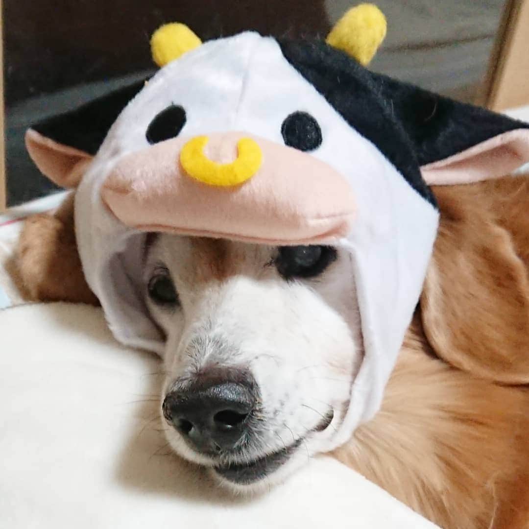 kazumiのインスタグラム：「. もうすぐ18歳のルカくんです🐶 . 牛🐮さんに変身してもらったら、めっちゃ怒られました…😅 . こんな時でも寝たまま起きない…🤭💝 * * * #ルカ#ルーちゃん#愛犬#癒し#可愛い#ダックス#ダックスフンド#ミニチュアダックス#ミニチュアダックスフンド#写真嫌い#写真下手#親バカ#怒り心頭#嫌々モデル#絶対起きない#シニア犬#お爺ちゃん日記 #dachshund#miniaturedachshund#dachshund_world#dogstagram#dogofinstagram#dachshundsofinstagram#dachshundlove#instadog#todayswanko#cute#pretty#love」