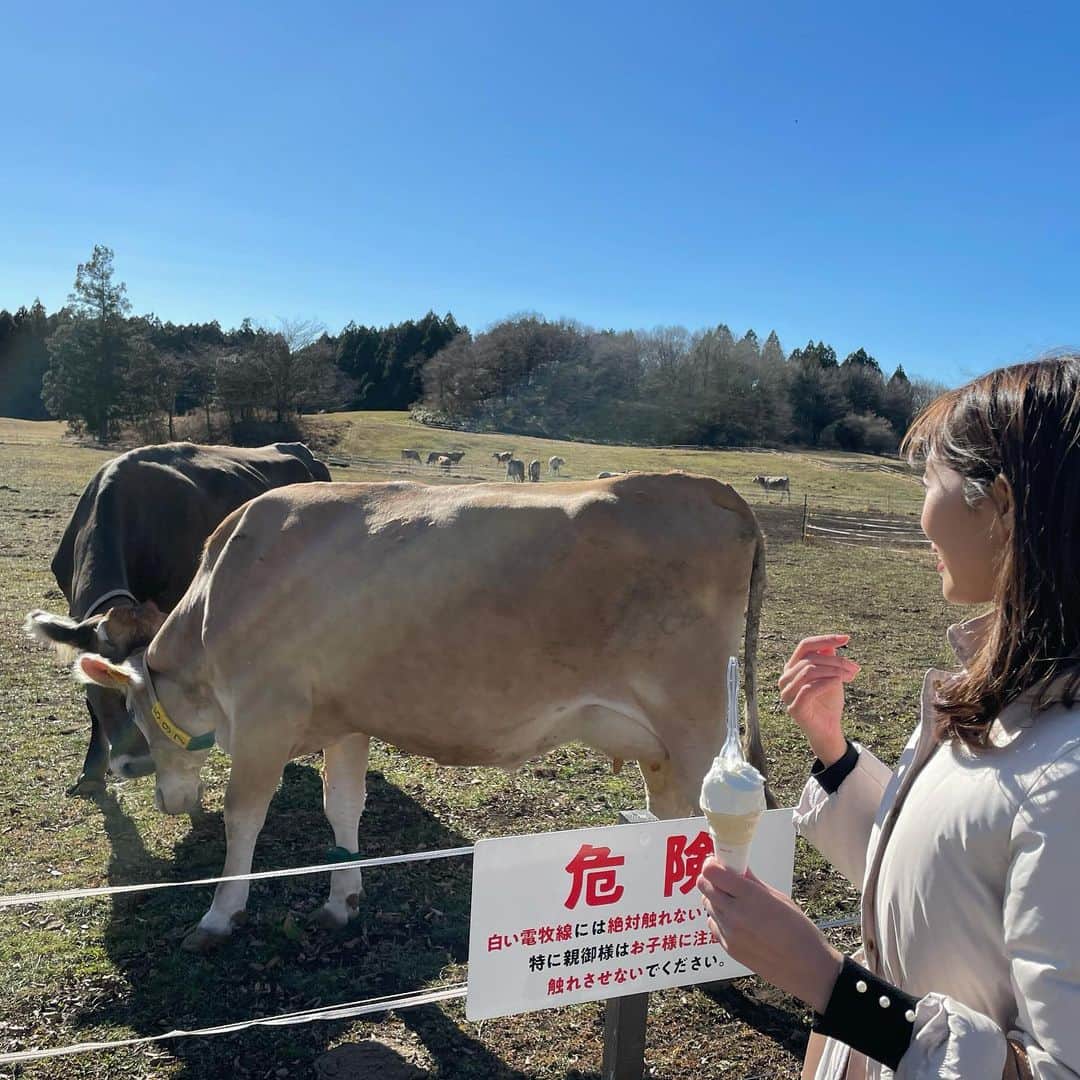 小野澤玲奈さんのインスタグラム写真 - (小野澤玲奈Instagram)「初日の出を見たあとに 牧場で　牛だ〜！と走って近づいていったら 新年早々派手に転びました😥  初買いはキズパワーパッド🩹  今年はもう走らない 🐮のようにゆっくり歩く  いろんな恵みをくれる🐮さん 今年モーお世話になります🥛  一歩一歩ゆっくり前へ。れなを  #うし #丑年  #いでぼく #🐮  #カウリゾート #富士山 #富士宮 #富士宮カフェ #shizuokalife」1月4日 21時09分 - reina.onozawa