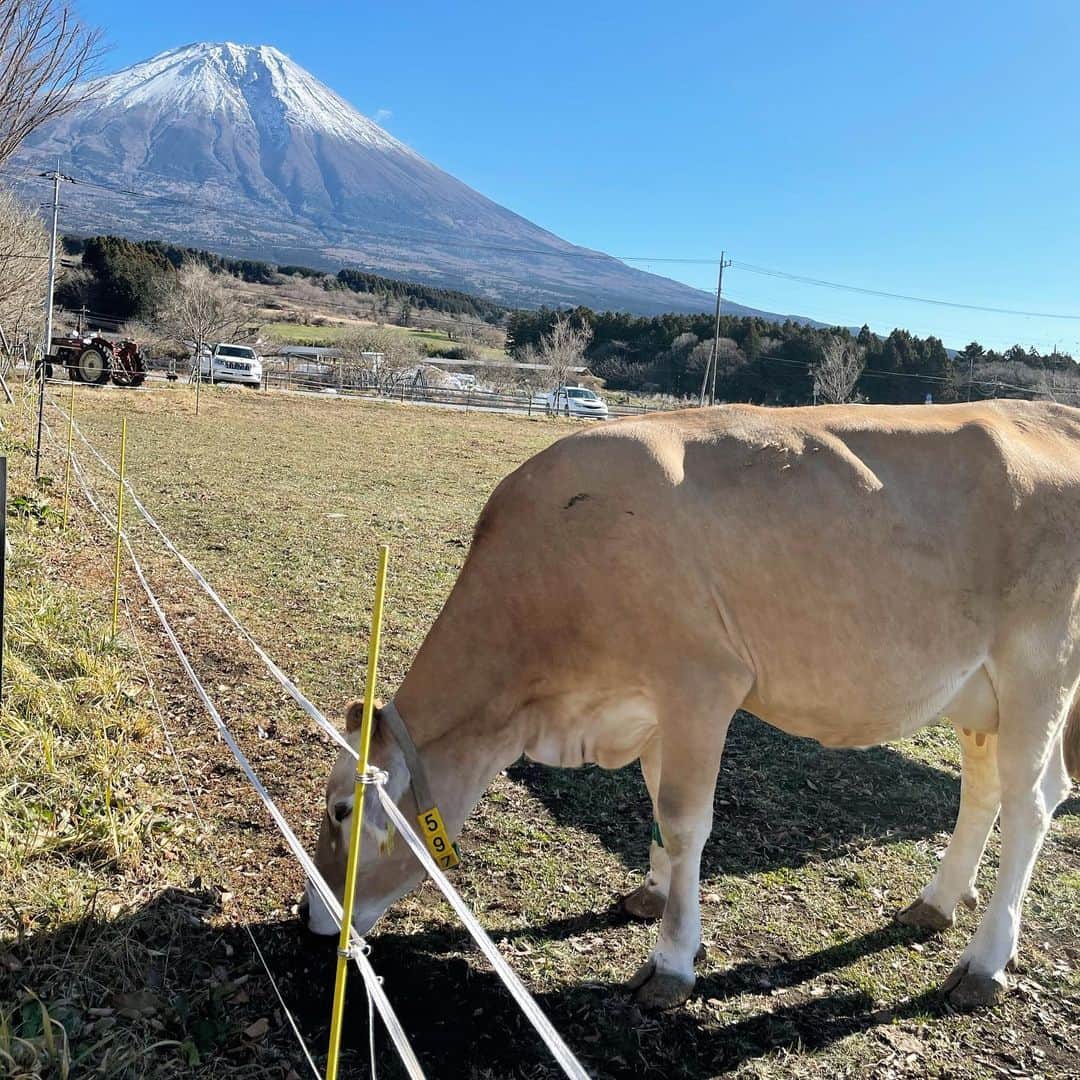 小野澤玲奈のインスタグラム：「初日の出を見たあとに 牧場で　牛だ〜！と走って近づいていったら 新年早々派手に転びました😥  初買いはキズパワーパッド🩹  今年はもう走らない 🐮のようにゆっくり歩く  いろんな恵みをくれる🐮さん 今年モーお世話になります🥛  一歩一歩ゆっくり前へ。れなを  #うし #丑年  #いでぼく #🐮  #カウリゾート #富士山 #富士宮 #富士宮カフェ #shizuokalife」