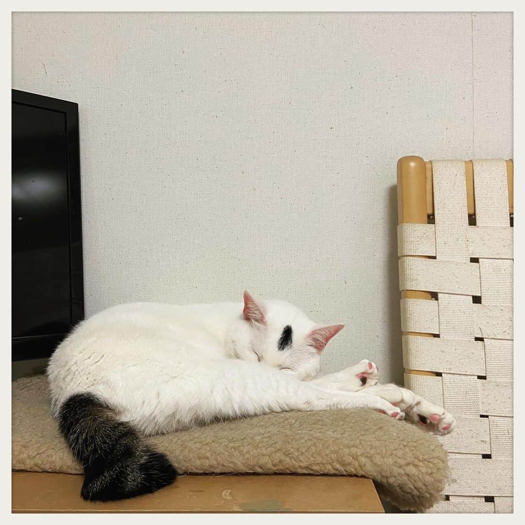 のインスタグラム：「リモートヨガを見守るお方💤」