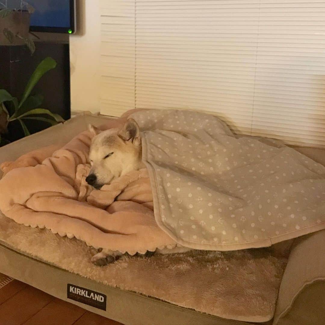 柴犬リリコのインスタグラム：「いい夢見てるかな？😴 #寝顔美人」