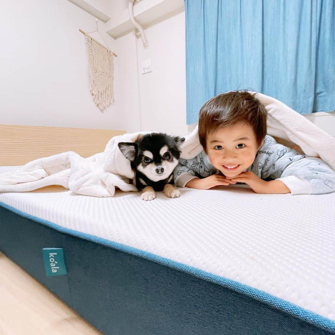 A_kun*mamaのインスタグラム：「﻿ 最近とっても仲良しな﻿ プリン🐶とあーくん👦🏻✌️﻿ お正月休みの間も公園にお散歩に行ったり…﻿ 今日も寝る前に大好きなベッドの上で﻿ お布団をかぶってかくれんぼをしていました☺️﻿ そんな2人の姿を見てるとほっこり❤️﻿ ﻿ 我が家のベッドルームは﻿ コアラマットレスとコアラベッドフレームに🛌変えてから驚くほど居心地が良くて﻿ かなり最高なので家族みんなの﻿ お気に入りの場所になっています👨‍👩‍👦🐶🐶💓﻿ ﻿ コアラマットレスは﻿ 高級ホテルにも劣らない高品質・高機能。﻿ 振動を吸収するゼロ・ディスターバンス技術で﻿ 実はあーくんがかなり寝相悪めなのですが﻿ グルグル動き回っても全然気にならなくなって﻿ 朝までぐっすり眠れるようになって﻿ 朝の目覚めもスッキリ🛏😴💤﻿ 睡眠って本当に大事ですよね🥺💓﻿ （※120日間のトライアル期間もあるので﻿ じっくりお試しもできます👏）﻿ ﻿ 寝るのはもちろんのこと﻿ 家族みんなで集まってプロジェクターで﻿ 映画を観たりもしています🎬🎞🍿﻿ コアラベッドフレームは﻿ ハニカム構造になっているので﻿ 力や衝撃を分散させバランスをしっかり保ち﻿ 総耐荷重は300kgで、とても丈夫なので﻿ 家族みんな乗っても安心で﻿ 組み立てもビックリする程簡単です🙆‍♀️💮﻿ （※こちらも120日間のトライアル期間付きで﻿ プラス安心の5年保証❗️）﻿ ﻿ そんな愛してやまない　﻿  @koala.jp が1月4日〜17日まで﻿ “KOALA NEW YEAR SALE”が開催中🐨✨﻿ なんと全商品15%オフ‼️😳﻿ （※別のクーポンの併用は不可）﻿ ﻿ こんなにお得なSALEは年に何回もないと﻿ 思うので是非チェックしてみてください❣️🐨﻿ めちゃくちゃオススメです😆🙌﻿ ﻿ ﻿ #コアラマットレス #ad #コアラベッドフレーム ﻿ #おうち時間」