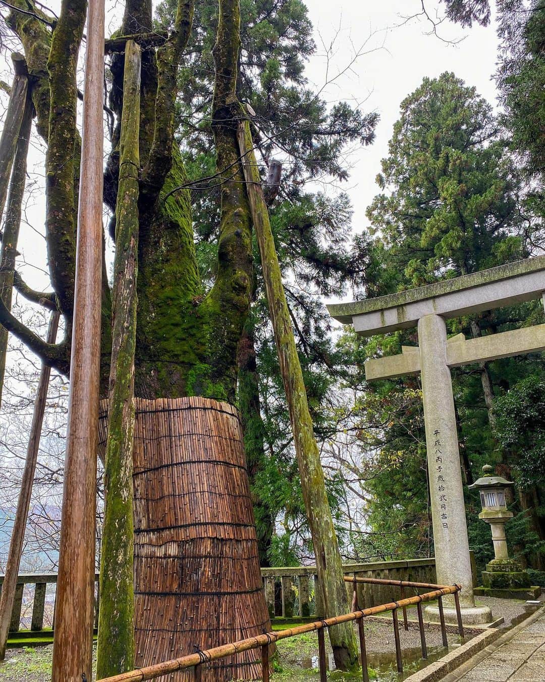 土屋香織さんのインスタグラム写真 - (土屋香織Instagram)「⛩.白山比咩神社 全国にある白山神社の総本宮。 北陸のランナーさん達のpostで見ていて 苔生した様子がすごく素敵だなぁと思って。 ずっと来てみたかったの。 . 神社にお参りする時はいつも必ず その時その場所に来れたことを ありがとうございますって心の中で呟くの😌 来たかったこの神社に来れてうれしかったなぁ♡ . 御朱印も集めてます。 スピリチュアルとかはあんまり信じない派だけど 神社の空気は大好き✧︎*。 . そして神社は好きだけど 人混みが好きじゃない私は いつも初詣は誰もいなくなってから行きます。 ちなみにたしか去年の初詣は 3月だか4月だった気がする🤣 初詣って言わないレベル笑笑 今年はいつ行けるかなぁ？ . . . #白山比咩神社 #白山神社 #神社 #御朱印 #御朱印巡り #御朱印帳 #retrip_ishikawa #神社と旅する #白山ジオ旅 #加賀の國 #retrip_石川 #タビジョ #genic_pt #joytb #otonatabi_japan #jtbで旅したい #stayway女子旅 #石川旅行 #instagramjapan #石川 #kagagood #exploringtheglobe #aroundtheworld #ファインダー越しの私の世界 #tokyocameraclub #genic_mag #retrip_nippon #genic_japan #加賀温泉 #加賀温泉郷」1月4日 21時16分 - kaorintsuchiya