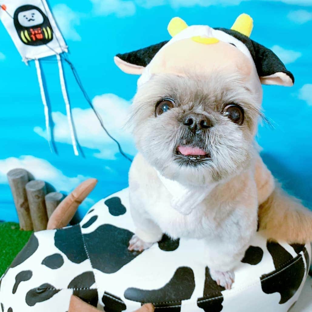 のインスタグラム：「明けましておめでとうございます🎍🐄 今年初トリミングで10年ぶりの鳥足！ #キラキラタイムは集中フェイスで」