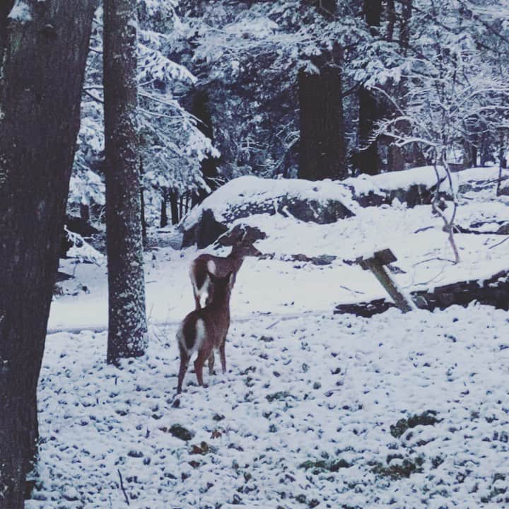 コリン・ドネルのインスタグラム：「Taking this moment of zen this morning. • Anything helping you start the year?」