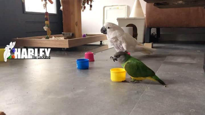 ? Enjoy Harley's Lifeのインスタグラム：「Quiet moment with my bro Gizmo💚#brotherandsister #playing#cups#monday #bird#newyear #awesome#cuteanimals」