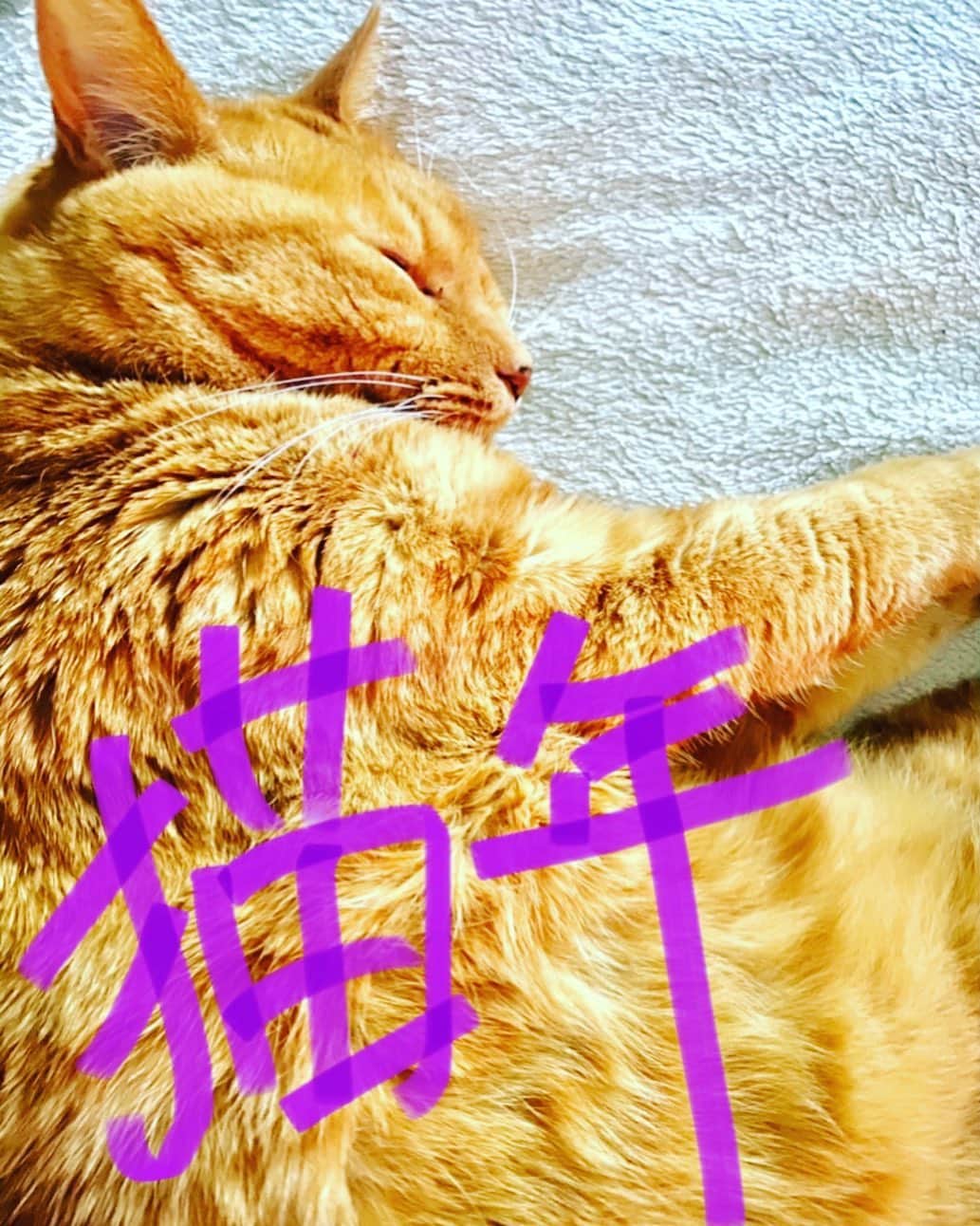 Shinnosukeさんのインスタグラム写真 - (ShinnosukeInstagram)「#そんなもんは無いぞ #cat #猫」1月4日 21時39分 - shinscapade