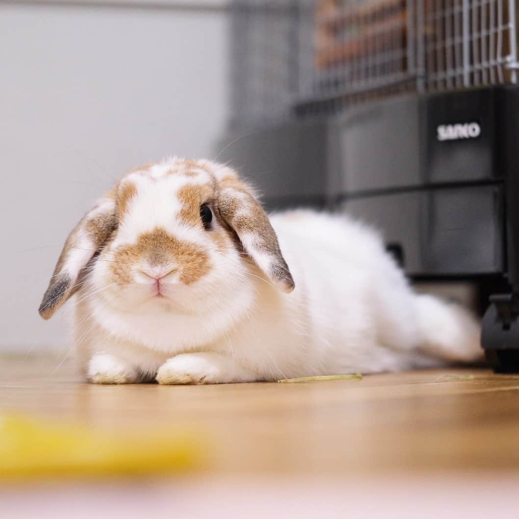 usagraphのインスタグラム：「脚の傾け方がなんかセクシー😂 ＊ ＊ ＊ #うさぎ　#rabbit #bunny #ふわもこ部  #WeeklyFluff #igersjp  #tokyocameraclub #東京カメラ部  #神戸カメラ部  #bunnystagram  #うさぎ部 #ホーランドロップ #hollandlop  #ファインダー越しの私の世界 #art_of_japan #myfujilove  #今日もx日和」