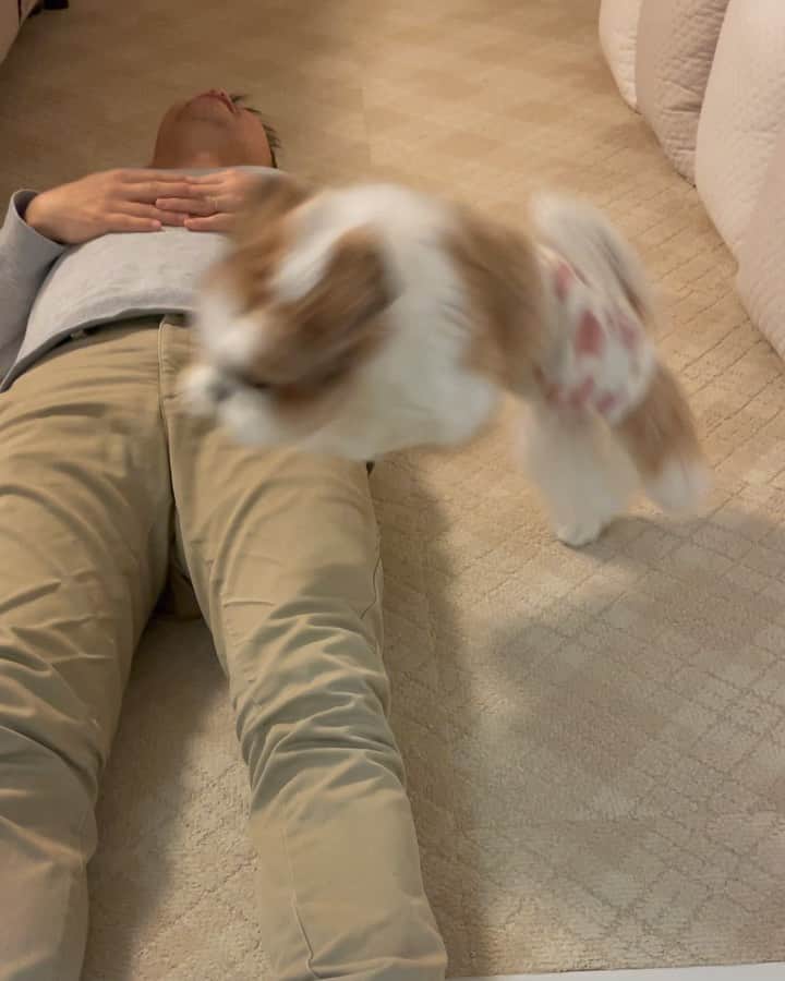 水嶋はちのインスタグラム：「Let's hop over! 🐰🐇🐇 * ぴょーーーん🐶😂😂🤣 * * #はち #HACHI #シーズー大好き部 #パパごめんね #飛び越えたつもりエヘヘ」